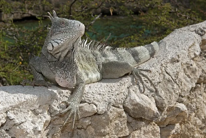 Framed Print : Green iguana (Iguana iguana), Caribbean Framed Print : Green iguana (Iguana iguana), Caribbean