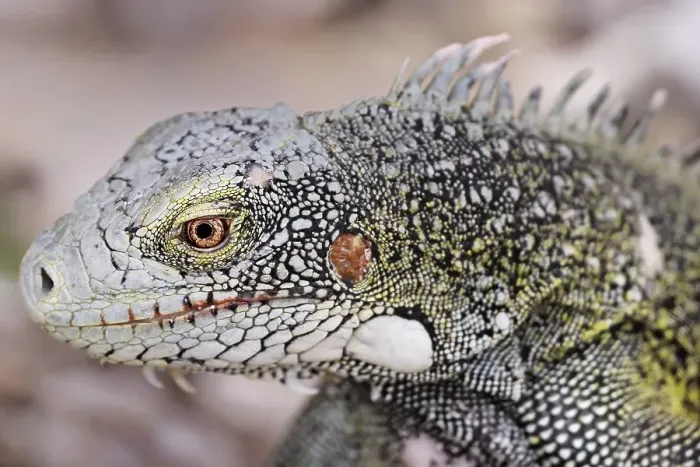 Framed Print : Green Iguana (Iguana iguana), Curacao