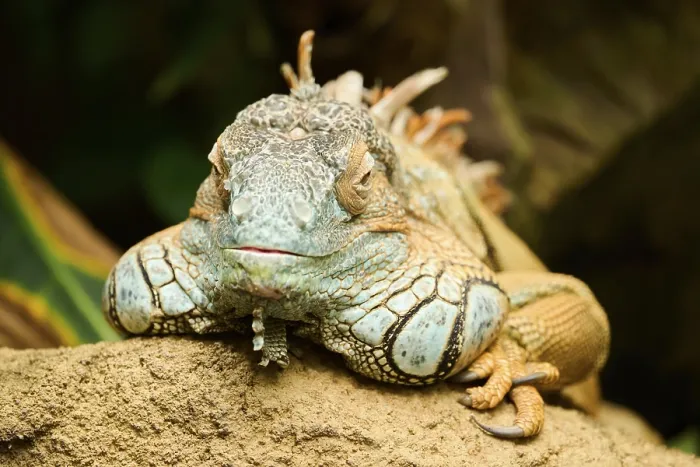 Framed Print : Green iguana (Iguana iguana) in a greenhouse