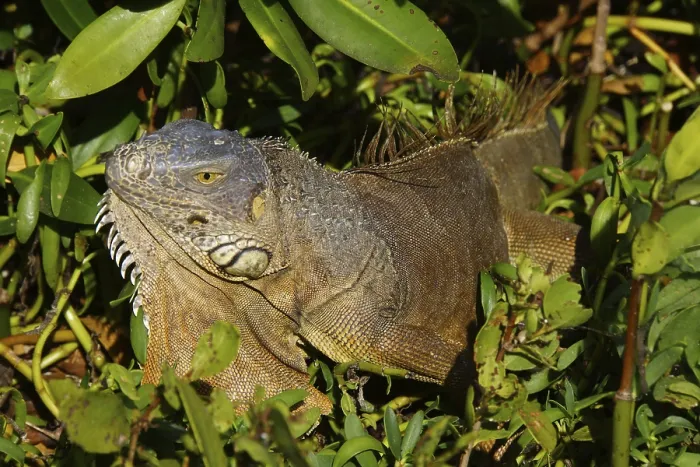 Framed Print : Green iguana (Iguana iguana), Key Largo Framed Print : Green iguana (Iguana iguana), Key Largo