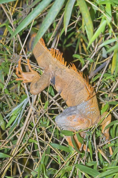 Framed Print : Green Iguana (Iguana Iguana), La Fortuna