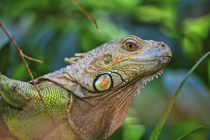 Framed Print : Green iguana (Iguana Iguana) portrait Framed Print : Green iguana (Iguana Iguana) portrait