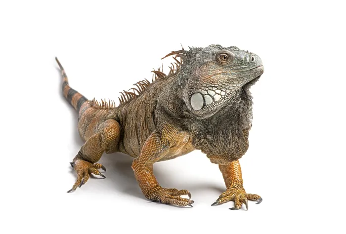 Framed Print : Green iguana showing orange and grey scales Framed Print : Green iguana showing orange and grey scales