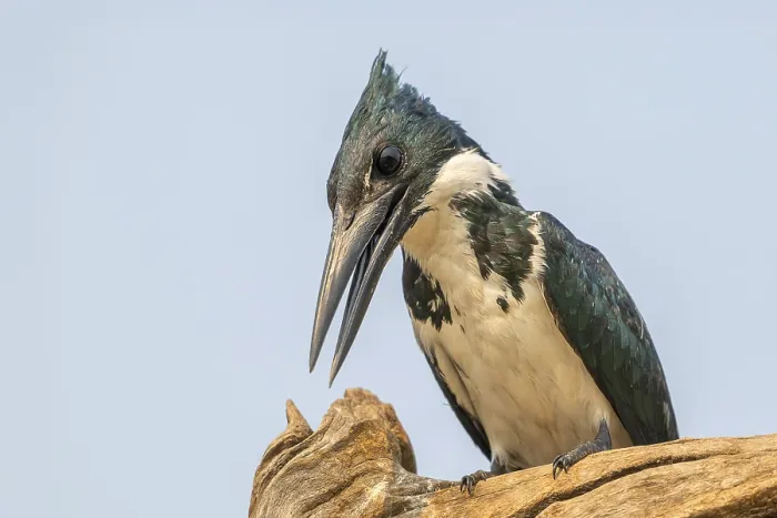 Framed Print : Green Kingfisher (Chloroceryle americana) Framed Print : Green Kingfisher (Chloroceryle americana)