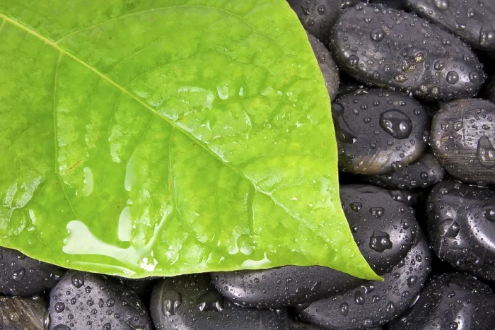 Framed Print : Green leaf and zen stones after rain