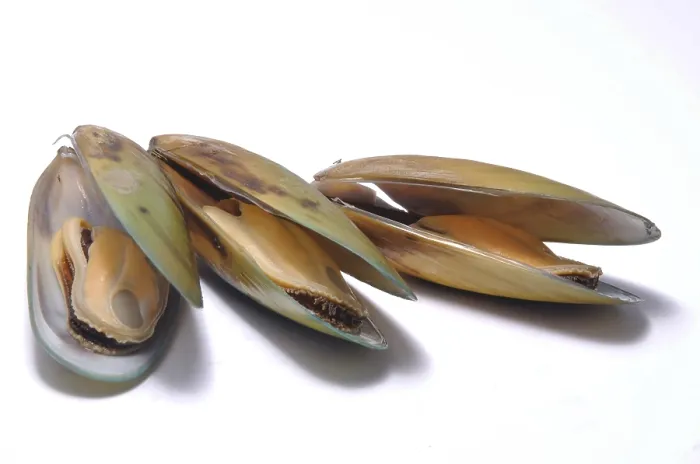 Framed Print : Green-lipped mussels on white background
