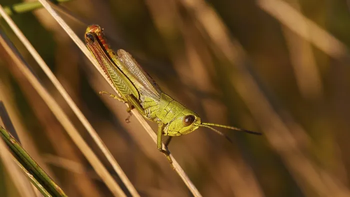 Framed Print : Green locust (locusta), in profile Framed Print : Green locust (locusta), in profile