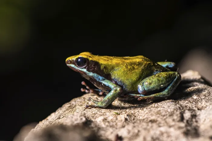 Framed Print : Green Madagascar Cotton Frog (Mantella viridis) sits on stone Framed Print : Green Madagascar Cotton Frog (Mantella viridis) sits on stone