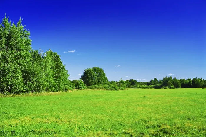Framed Print : Green meadow Framed Print : Green meadow