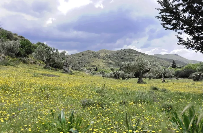 Framed Print : Green meadow landscape with yellow wildflowers and mountains in the background under cloudy sky Framed Print : Green meadow landscape with yellow wildflowers and mountains in the background under cloudy sky