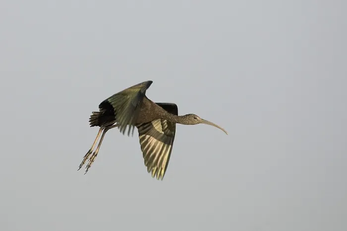 Framed Print : Green (mesembrinibis cayennensis) Heron