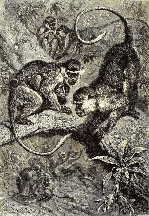 Framed Print : Green monkey, Western green monkey (Cercopithecus) sabaeus