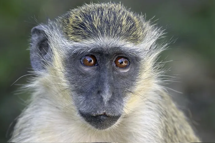 Framed Print : Green monkeys (Cercopithecus aethiops) Framed Print : Green monkeys (Cercopithecus aethiops)