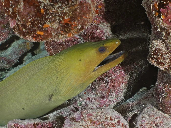 Framed Print : Green moray (Gymnothorax funebris)