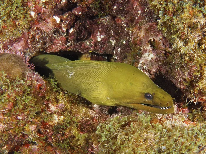 Framed Print : Green moray (Gymnothorax funebris)