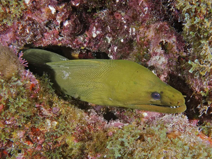 Framed Print : Green moray (Gymnothorax funebris)