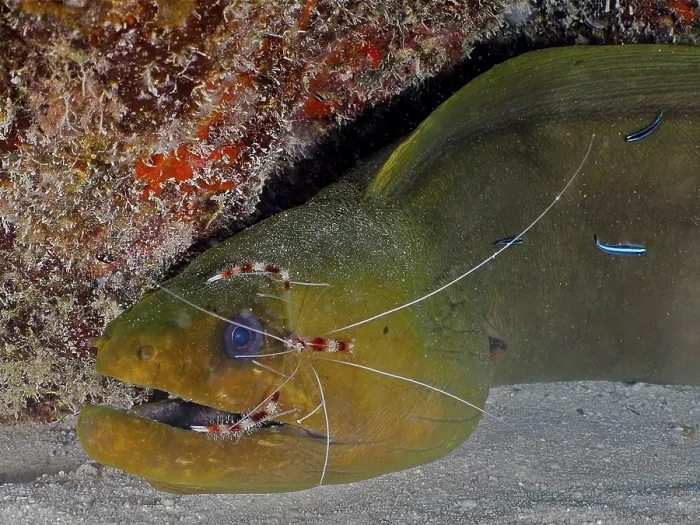 Framed Print : Green moray (Gymnothorax funebris) Framed Print : Green moray (Gymnothorax funebris)