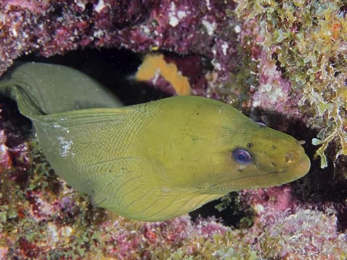 Framed Print : A Green moray (Gymnothorax funebris) looks out of a hiding place