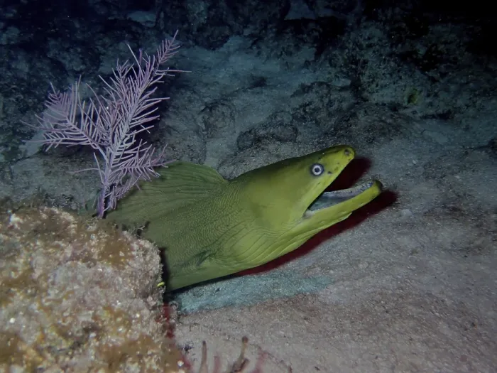 Framed Print : Green moray (Gymnothorax funebris) at night
