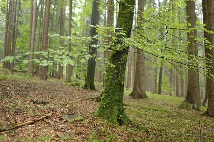 Framed Print : Green moss-covered trees in a damp forest atmosphere
