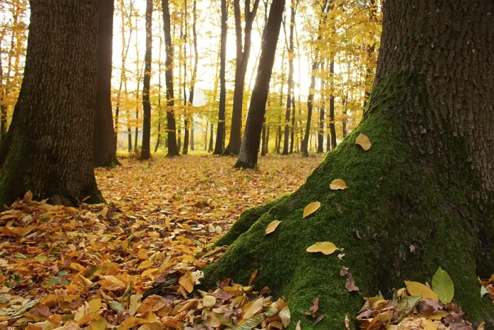 Framed Print : Green moss on a tree with yellow leaves in the autumn forest