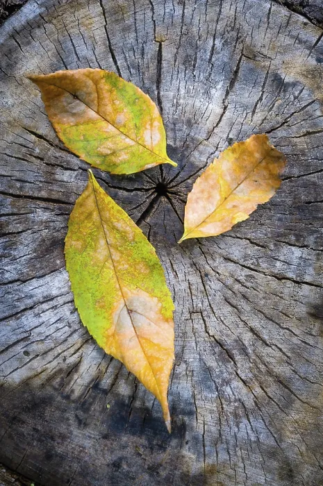Framed Print : Green, orange and yellow maple leaf on a cut trunk Framed Print : Green, orange and yellow maple leaf on a cut trunk