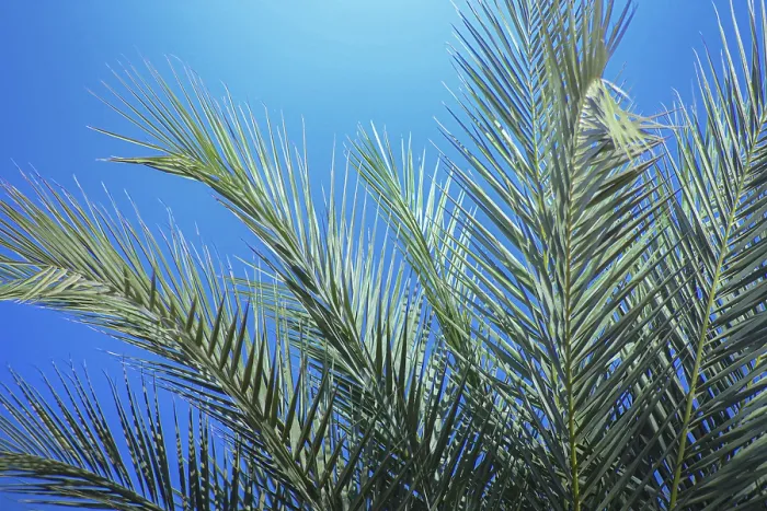 Framed Print : Green palm leaves against a clear blue sky Framed Print : Green palm leaves against a clear blue sky