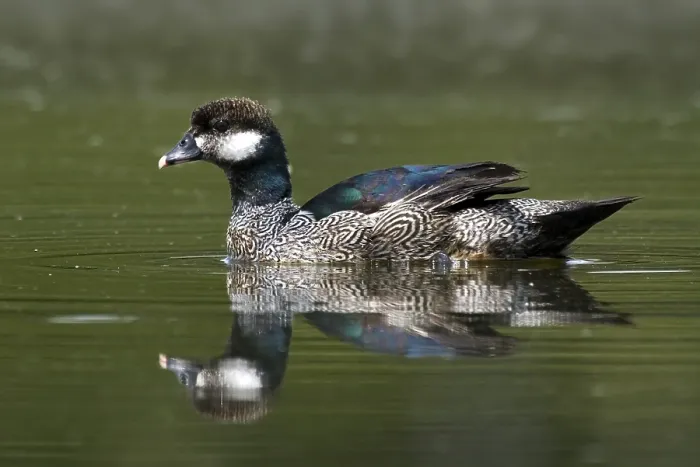 Framed Print : Green Pygmy Goose (Nettapus pulchellus) male