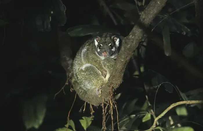 Framed Print : Green Ringtail Possum (Pseudocheirus archeri) sitting on branch