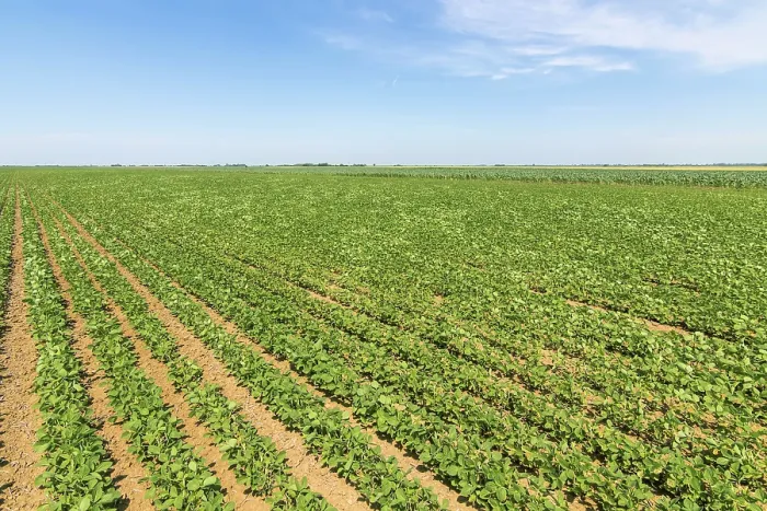 Framed Print : Green ripening soybean field. Rows of green soybeans Framed Print : Green ripening soybean field. Rows of green soybeans