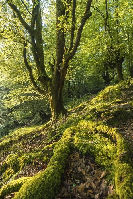 Framed Print : Green roots of a tree in a beech forest on the path up to Monte Adarra in Urnieta