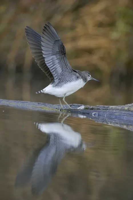 Framed Print : Green Sandpiper (Tringa ochropus)