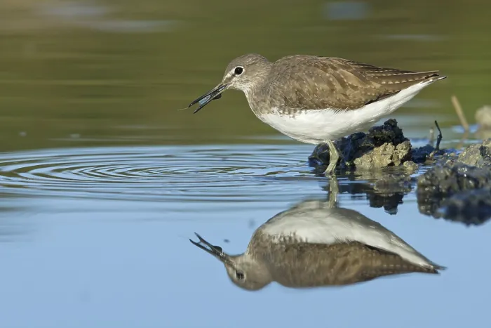 Framed Print : Green Sandpiper (Tringa ochropus) foraging