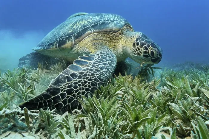 Framed Print : Green Sea Turtle (Chelonia mydas) feeding on sea weed in a meadow