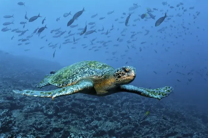 Framed Print : Green sea turtle (Chelonia mydas) swimming over a reef