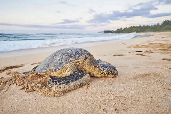 Framed Print : Green sea turtle (Chelonia mydas) on turtle bay