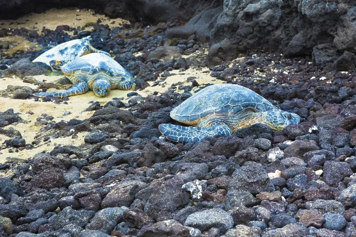 Framed Print : Three green sea turtles resting on a volcanic black sand beach in Hawaii Framed Print : Three green sea turtles resting on a volcanic black sand beach in Hawaii