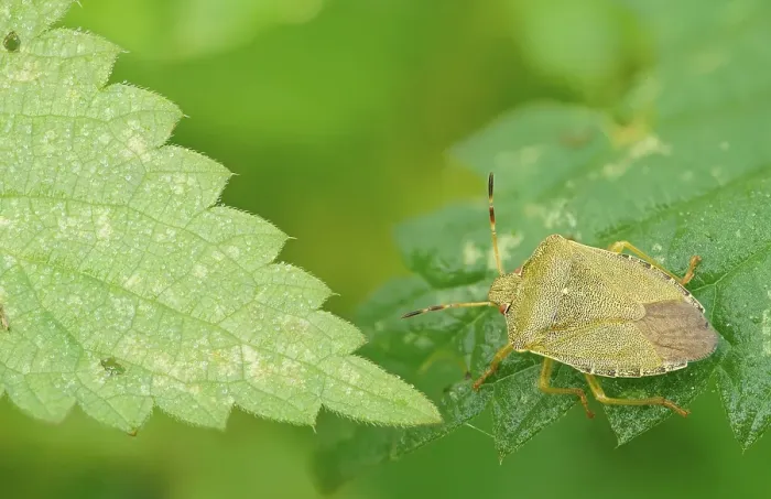 Framed Print : Green shield bug (Palomena prasina) Framed Print : Green shield bug (Palomena prasina)