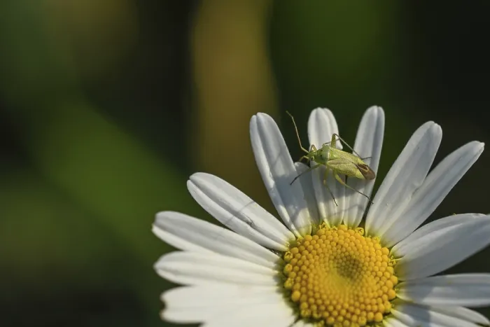 Framed Print : Green shield bug (Palomena prasina)