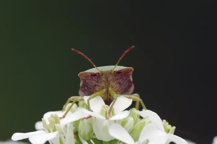 Framed Print : Green shield bug (Palomena prasina)