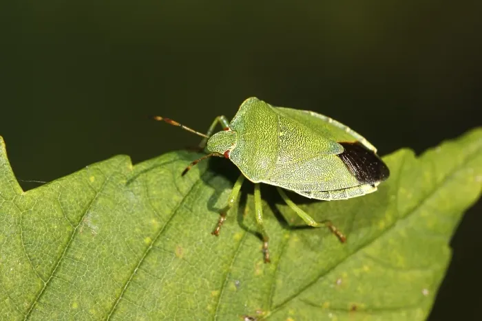 Framed Print : Green Shield bug (Palomena prasina), imago