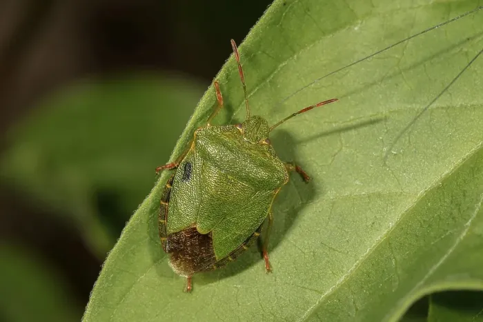 Framed Print : Green shield bug (Palomena prasina) on a leaf Framed Print : Green shield bug (Palomena prasina) on a leaf