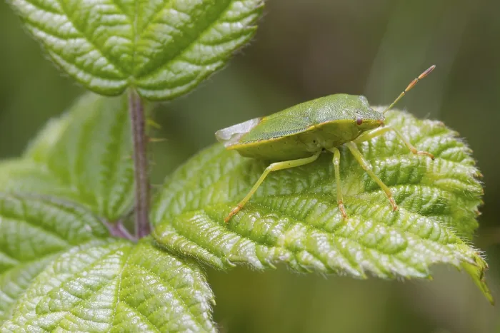 Framed Print : Green Shield bug (Palomena prasina) perched on a leaf Framed Print : Green Shield bug (Palomena prasina) perched on a leaf