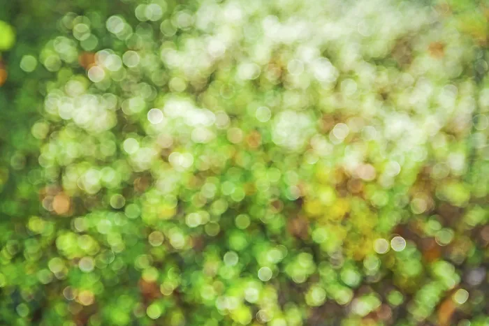 Framed Print : Green sunny naive bokeh Green sunny nave bokeh Framed Print : Green sunny naive bokeh Green sunny nave bokeh