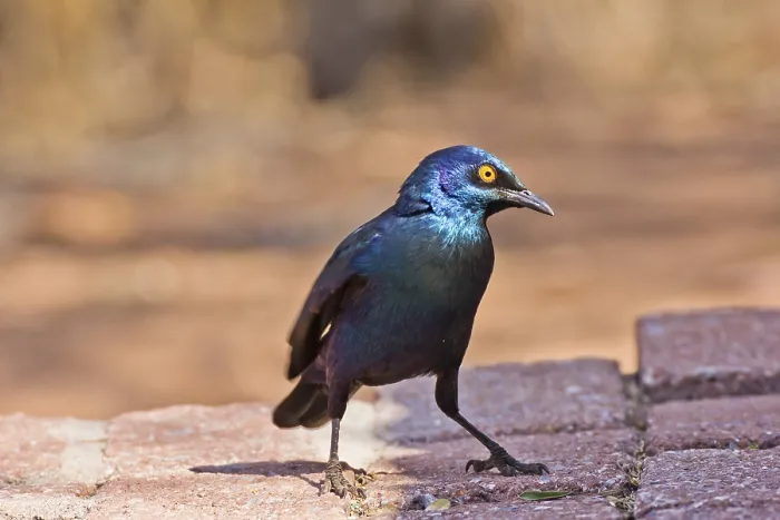 Framed Print : Green-tailed Glossy Starling (Lamprotornis chalybaeus)