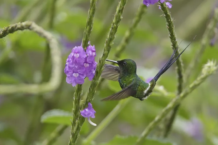 Framed Print : Green Thorntail (Discosura conversii) Framed Print : Green Thorntail (Discosura conversii)