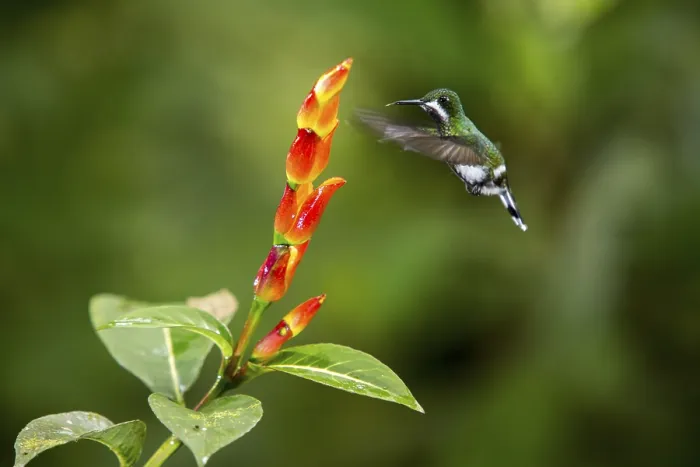 Framed Print : Green Thorntail (Discosura conversii) female flying and feeding on flower nectar Framed Print : Green Thorntail (Discosura conversii) female flying and feeding on flower nectar