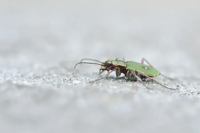 Framed Print : Green tiger beetle or (Cicindela campestris) on sandstone Framed Print : Green tiger beetle or (Cicindela campestris) on sandstone