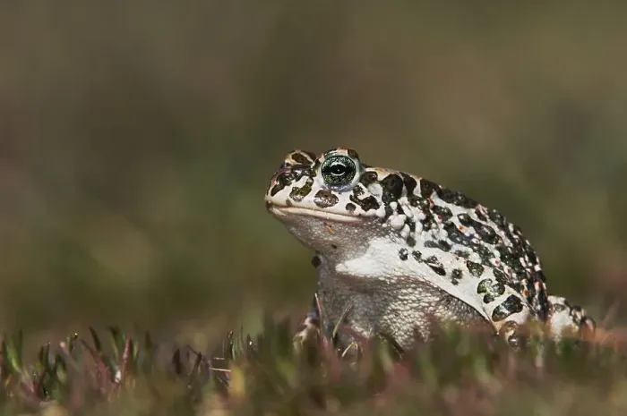 Framed Print : Green Toad (Bufo viridis), adult Framed Print : Green Toad (Bufo viridis), adult