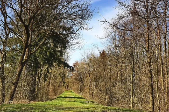 Framed Print : Green trail between bare trees in a quiet forest environment